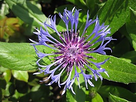 花,矢車菊,夏季