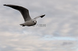 海鷗,鳥,飛行