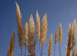 草,halme,植物區(qū)系