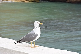 海鷗,鳥,havfugl