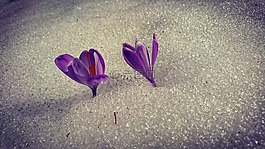鮮花,雪,春
