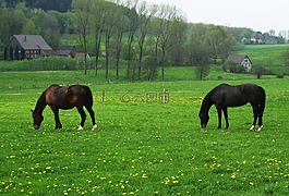 馬牧場(chǎng),春天的草地,馬