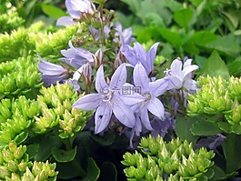 花,開(kāi)花,夏季