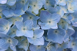 藍(lán)色,繡球花,雨水
