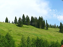 森林,性質(zhì),夏季