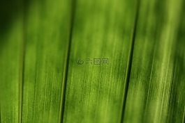 綠色,植物,葉子