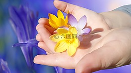 藏紅花,花,鮮花