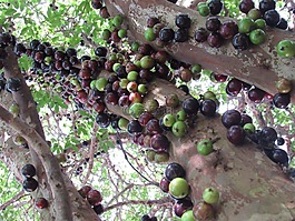 腳,jabuticabeira,嘉寶果