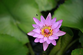 水百合,蓮花,花