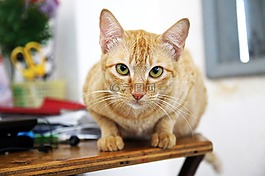 動物,動物攝影,貓