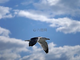 海鷗,滑翔,飛行