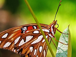 昆蟲,蝴蝶,關(guān)閉了