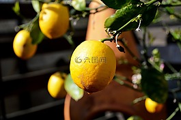 檸檬,樹,水果