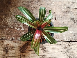 葉,植物,葉子