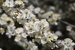 開花,梅花,春