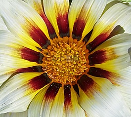 花,花瓣,花粉