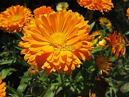 萬壽菊,花卉,花園
