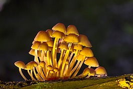 蘑菇,蘑菇組,海綿
