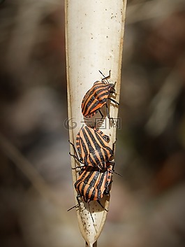 甲蟲,橘子,bug