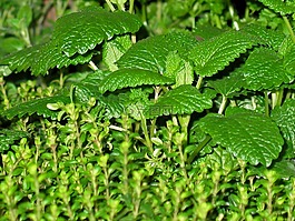 草药,薄荷,麝香草