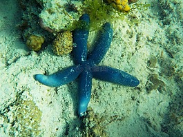 海滩,海星,水下