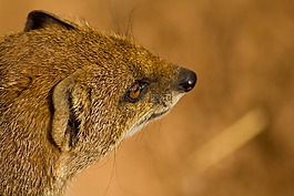 貓鼬,動物,野生動物