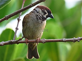 麻雀,鳥,愛情鳥
