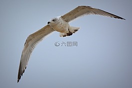 海鷗,鳥,飛