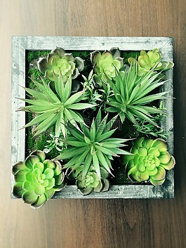 植物,多汁,多肉植物