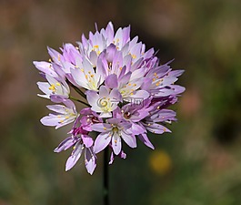 花,粉色,性質(zhì)