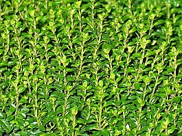 麝香草,草藥,野生草藥