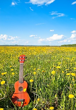 花,吉他,天空
