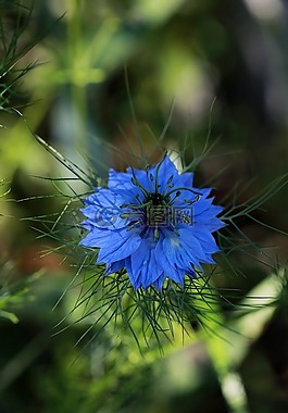 花,春天的花朵,藍色的花