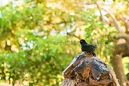 動物,動物攝影,鳥