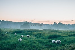 綠色,草,草坪