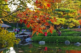 秋初,k,日本花園