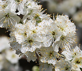 開花,梅花,春
