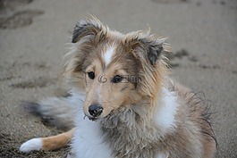 設(shè)得蘭群島牧羊犬,肖像,頭