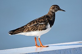 鳥,動物,性質