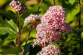 鲜花,花序,布什
