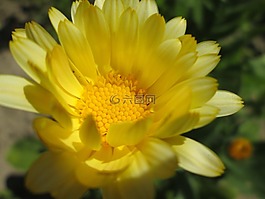 萬壽菊,花卉,花