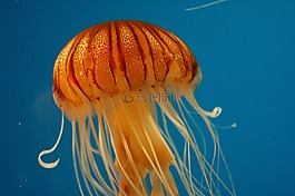 水族館,魚,海