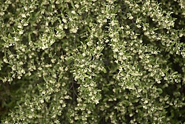 背景,盛開(kāi),開(kāi)花