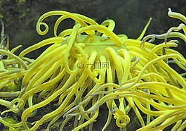 珊瑚,黃色,水族館