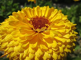 萬壽菊,花,鮮花