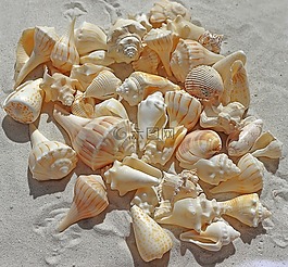 海贝壳,大海沙滩,沙