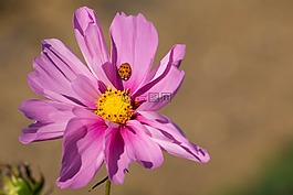花,粉紅色,瓢蟲