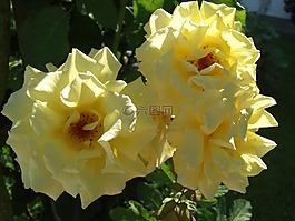花,玫瑰,黃色