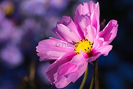 花,粉红色,紫