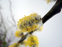 棕櫚小貓,開(kāi)花,黃色